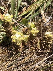 Castilleja ambigua insalutata