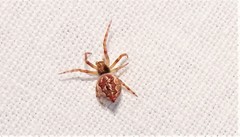 Salsa brisbanae