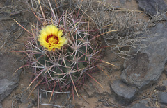Homalocephala parryi