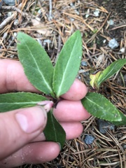 Chimaphila