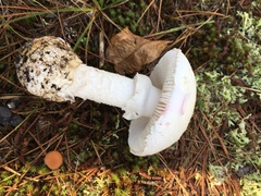 Amanita mutabilis