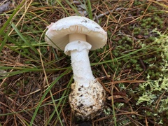 Amanita mutabilis