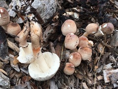 Leucoagaricus meleagris