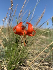 Lilium pumilum