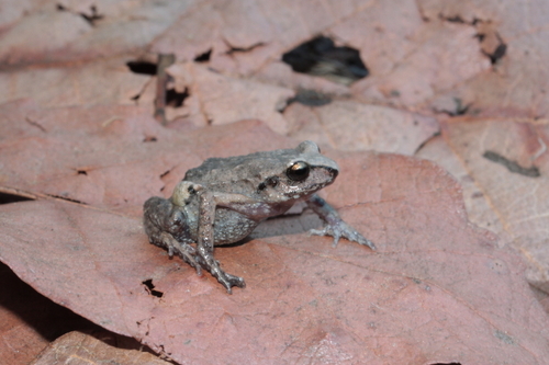 Eleutherodactylus nivicolimae · iNaturalist