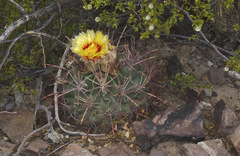 Homalocephala parryi