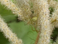 Aruncus sylvester sylvester