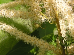 Aruncus sylvester sylvester