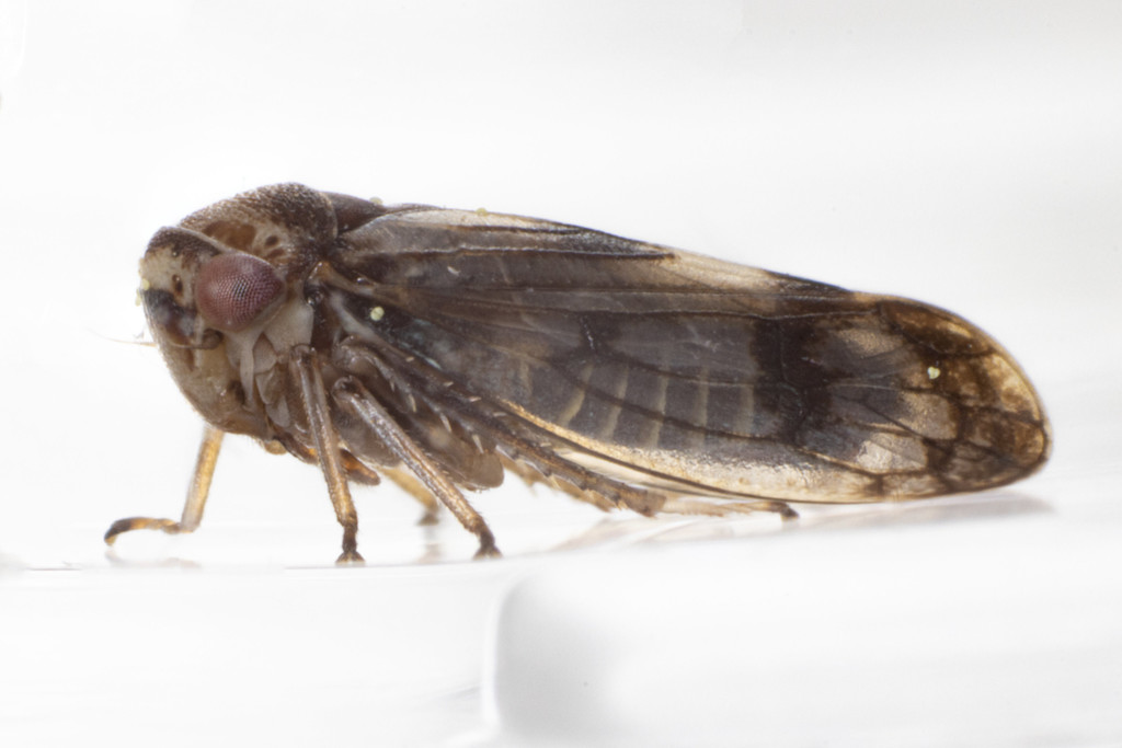 Oncopsis minor