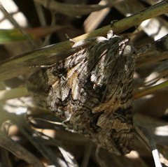 Melipotis jucunda