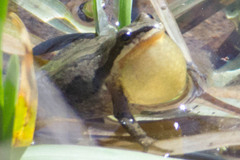 Pseudacris triseriata