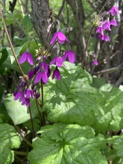 Primula matthioli