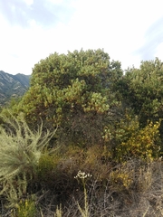 Arctostaphylos pilosula