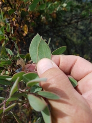 Arctostaphylos pilosula