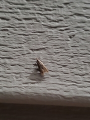 Dichomeris punctipennella