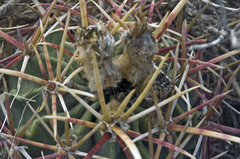Homalocephala parryi