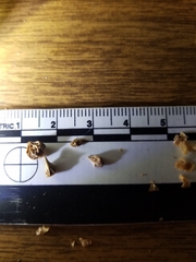 Arctostaphylos pilosula