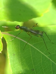 Rainieria antennaepes