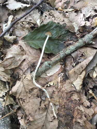 rooting shank (Oudemansiella radicata)