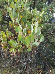 Arctostaphylos pilosula