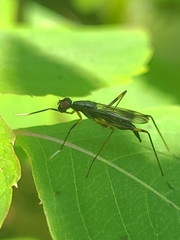 Rainieria antennaepes