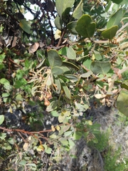 Arctostaphylos pilosula
