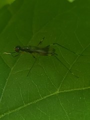 Rainieria antennaepes