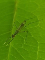 Rainieria antennaepes