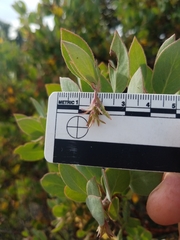 Arctostaphylos pilosula