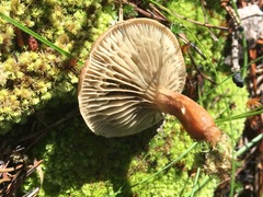 Phylloporopsis boletinoides