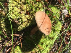 Phylloporopsis boletinoides