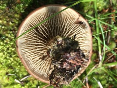 Phylloporopsis boletinoides