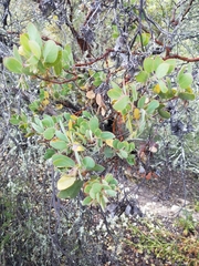 Arctostaphylos pilosula