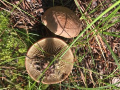 Phylloporopsis boletinoides