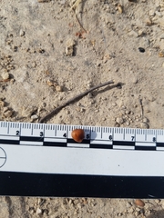 Arctostaphylos pilosula