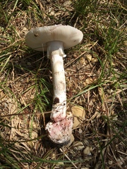 Amanita mutabilis