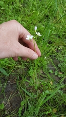 Cardamine pratensis
