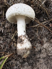 Amanita limbatula