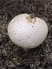 Amanita limbatula