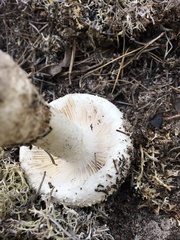 Amanita limbatula