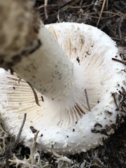 Amanita limbatula