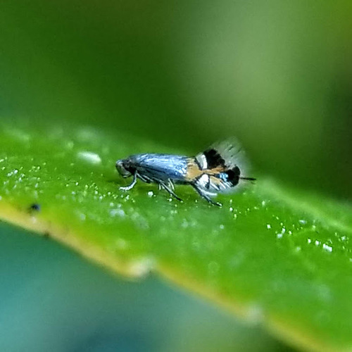 Coptodisca arbutiella photo 2