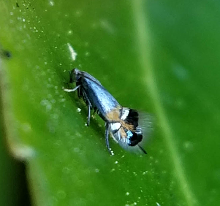 Coptodisca arbutiella