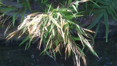 Pogonatherum crinitum