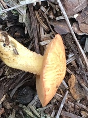 Suillus hirtellus
