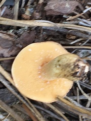 Suillus hirtellus