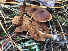 Cortinarius badius