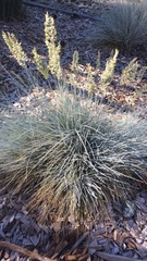 Festuca longifolia