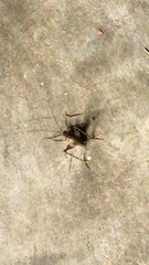Tachycines asynamorus