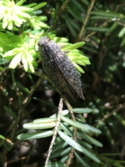 Dicerca tenebrica